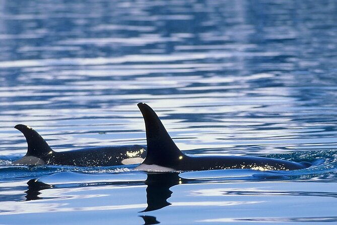 Juneau Whale Watch Adventure - Why the small group changes the experience