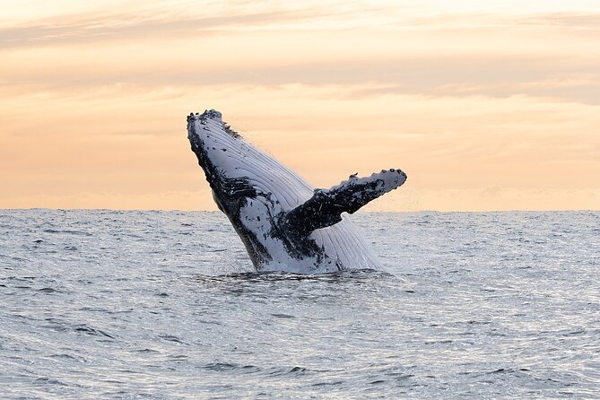 Juneau Whale Watch Adventure - What the $150 price really buys you
