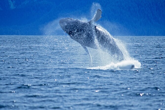 Juneau Whale Watch Adventure - Timing matters in Juneau