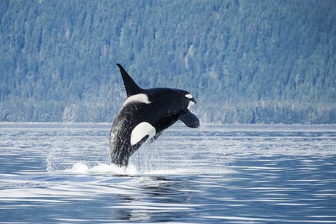 Juneau Whale Watch Adventure - Boarding at Auke Bay Harbor