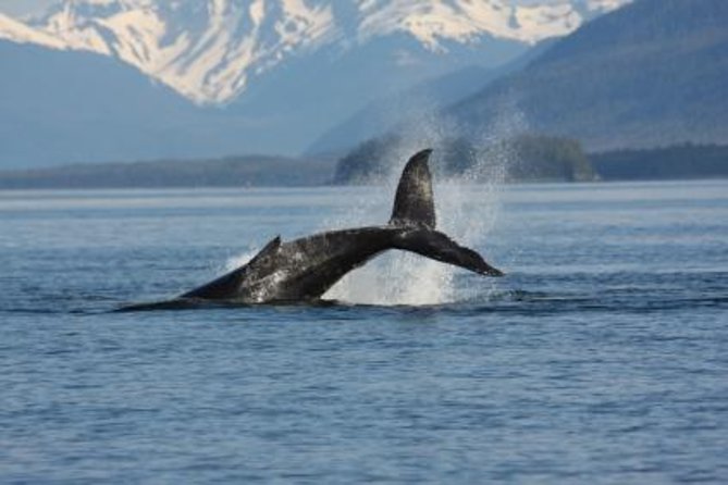 Juneau Whale Watching Adventure - Key points to know before you book