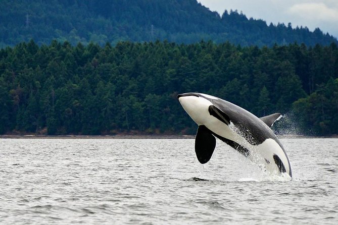 Juneau Whale Watching Adventure - Finding humpbacks in nutrient-rich waters