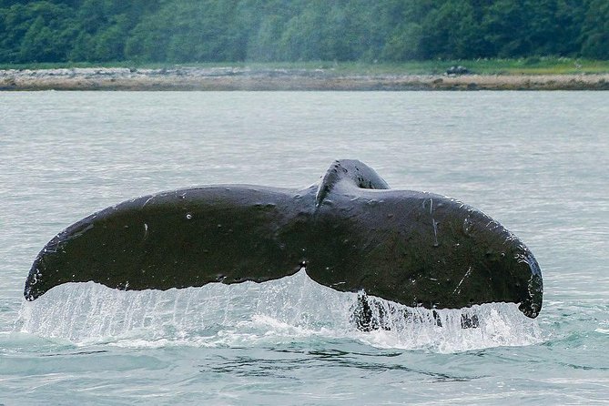 Juneau Whale Watching Adventure - More than whales: sea lions, eagles, and orcas