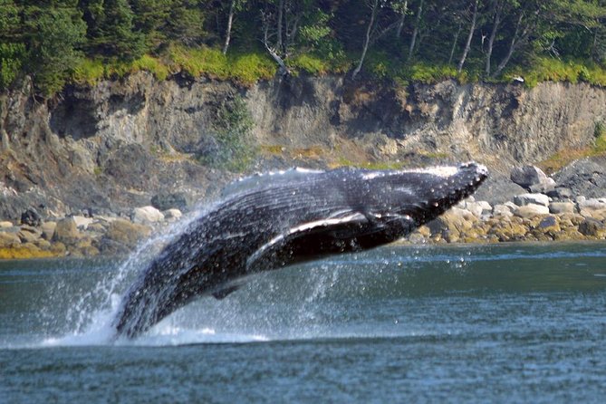 Juneau Whale Watching Adventure - How the weather changes the experience