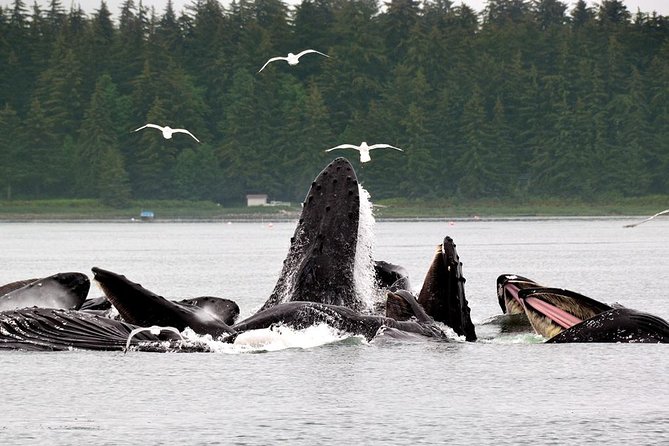 Juneau Whale Watching Adventure - Is $189 a fair price?