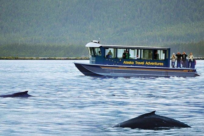 Juneau Whale Watching Adventure - Who will enjoy this cruise most?