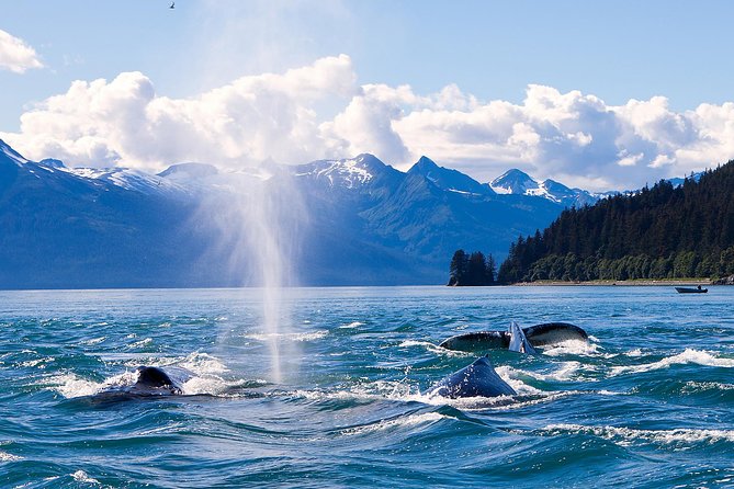 Juneau Whale Watching Adventure - Boarding the North Star in Auke Bay