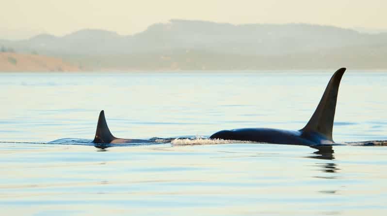 Juneau: Whale Watching and Mendenhall Glacier Day Trip - A whale search with a glacier stop built in