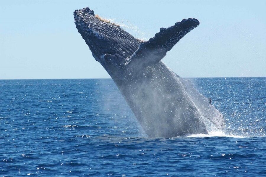 Juneau: Whale Watching and Mendenhall Glacier Day Trip - From glacier country to whale country