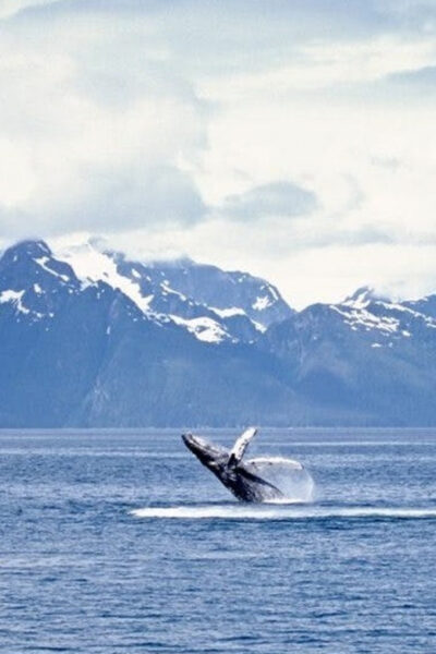Juneau: Whale Watching and Mendenhall Glacier Day Trip