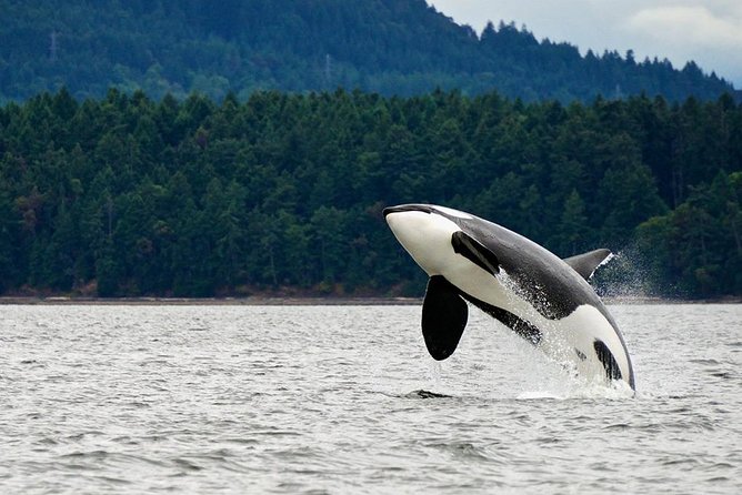 Juneau Whale Watching and Salmon Bake - Key points to know before you book