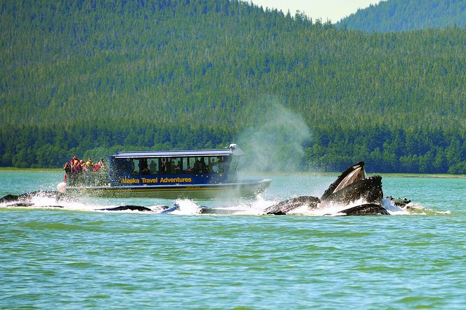 Juneau Whale Watching and Salmon Bake - The salmon bake at Gold Creek