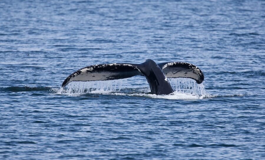 Juneau: Whale Watching and Wildlife Cruise with Local Guide - Key points to know before booking