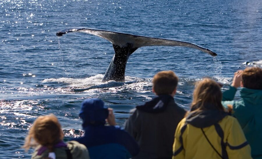 Juneau: Whale Watching and Wildlife Cruise with Local Guide - Starting beside the Mt. Roberts Tramway