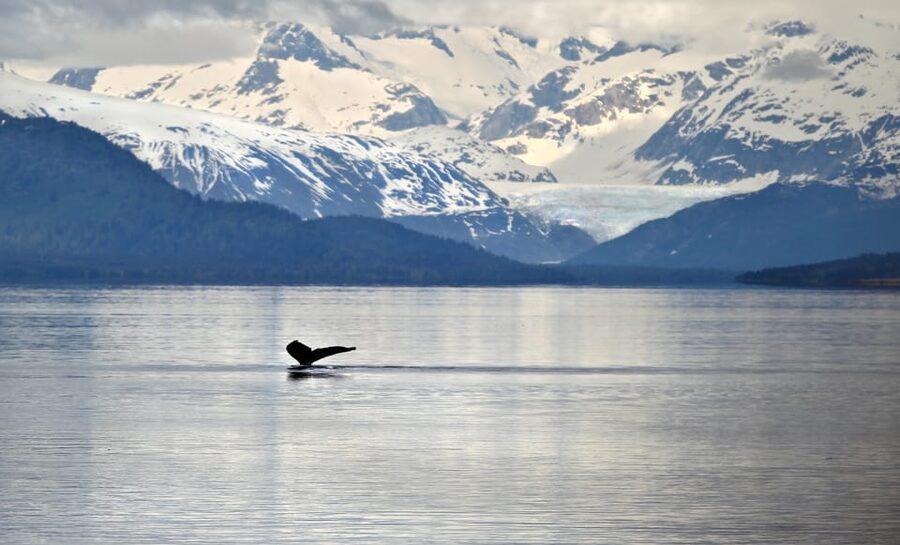 Juneau: Whale Watching and Wildlife Cruise with Local Guide - Boarding a boat built for whale watching