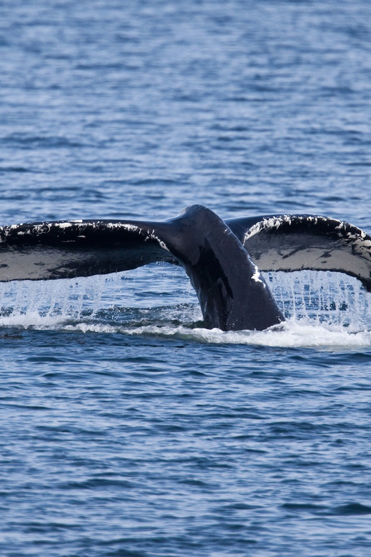 Juneau: Whale Watching and Wildlife Cruise with Local Guide - Guides who add meaning to the sightings