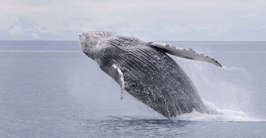 Juneau: Whale Watching and Wildlife Cruise with Local Guide - Who should book this Juneau cruise