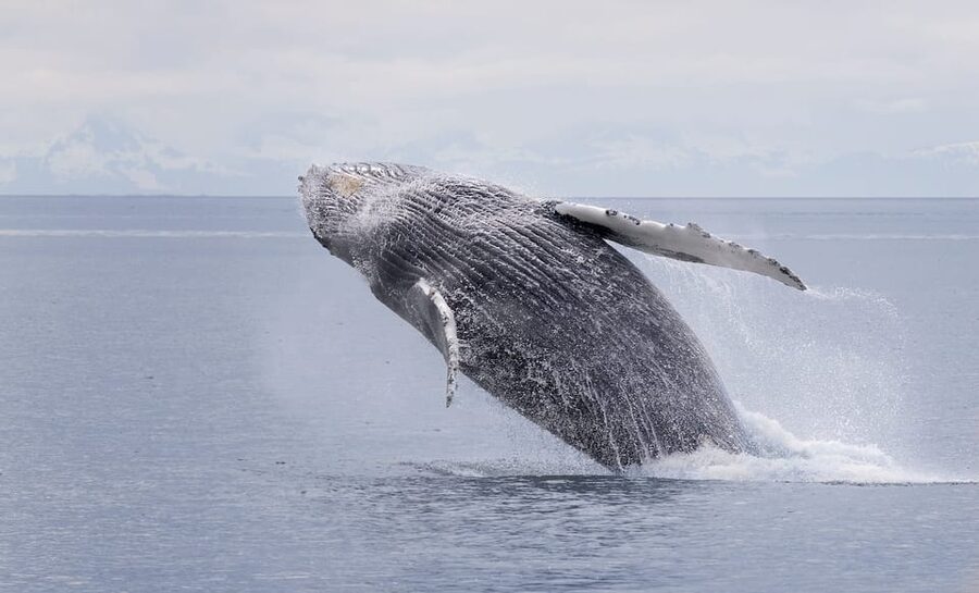 Juneau: Whale Watching and Wildlife Cruise with Local Guide - The narrated ride from town to the harbor