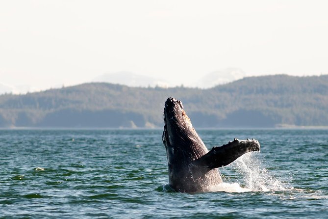 Juneau Wildlife Whale Watching - Boarding at Auke Bay Harbor