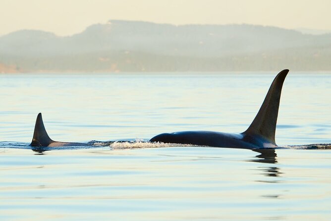 Juneau Wildlife Whale Watching - Weather, season, and what you should wear