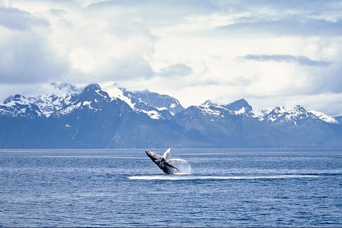 Juneau Wildlife Whale Watching - Booking and cancellation details