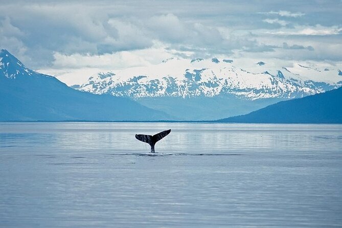 Juneau Wildlife Whale Watching & Mendenhall Glacier - How the experience handles bad weather