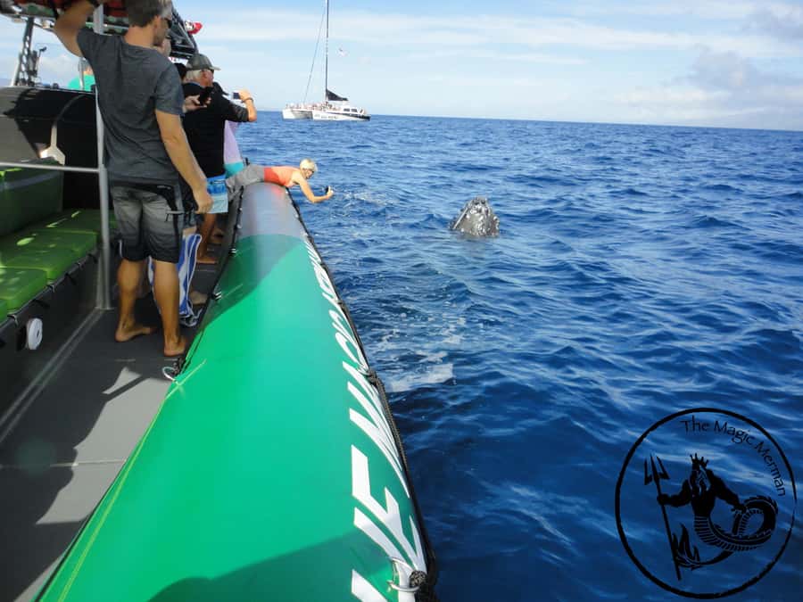 Ka'anapali: Whale Watching Boat Tour - Naturalists, questions, and whale songs