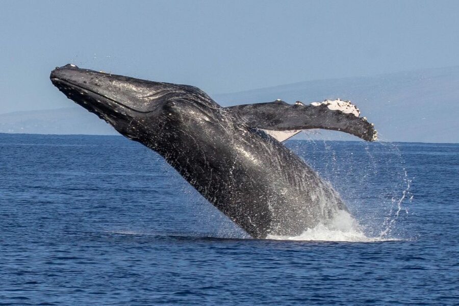 Kaanapali: Whale Watching Cruise with Open Bar - Who will enjoy this cruise most