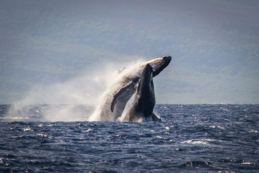 Kaanapali: Whale Watching Cruise with Open Bar - Why Maui is a prime whale-watching base