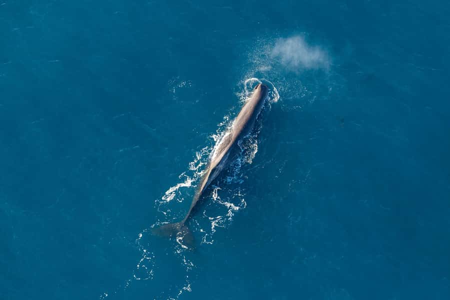 Kaikoura: 1-Hour Whale Watching Helicopter Tour - Watching a sperm whale from the air