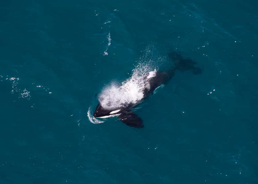Kaikoura: 1-Hour Whale Watching Helicopter Tour - The 1,600-metre landing near Mt Fyffe