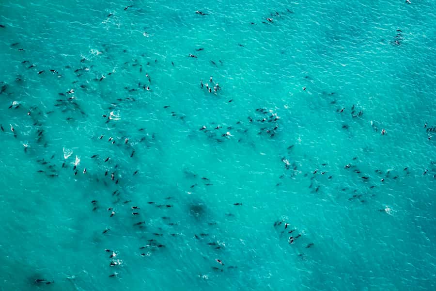 Kaikoura: 1-Hour Whale Watching Helicopter Tour - Who should book this Kaikōura flight?