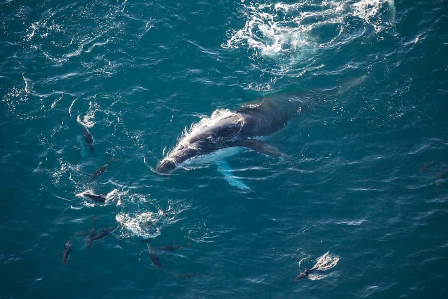 Kaikōura: 45-Minute Whale Watching Helicopter Tour - Key points to know before you fly