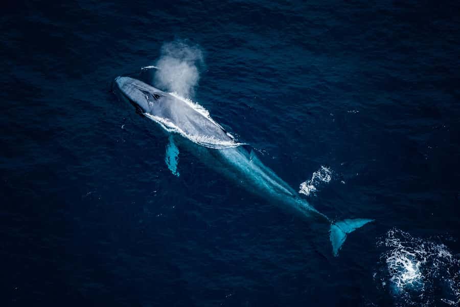 Kaikōura: 45-Minute Whale Watching Helicopter Tour - Searching for Kaikōura’s sperm whales