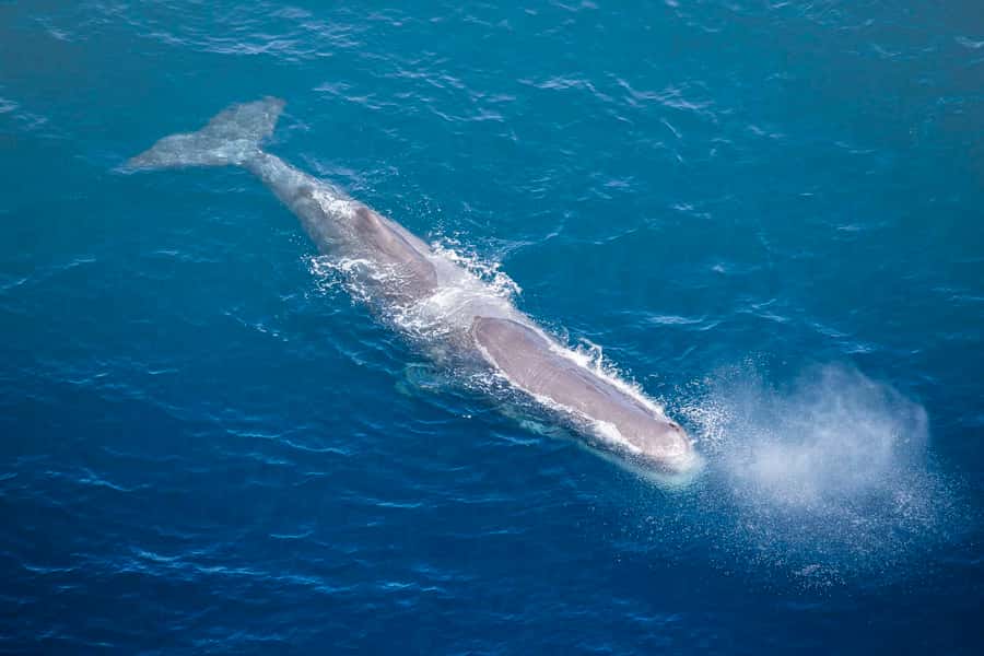Kaikōura: 45-Minute Whale Watching Helicopter Tour - Timing, weather, and what to bring