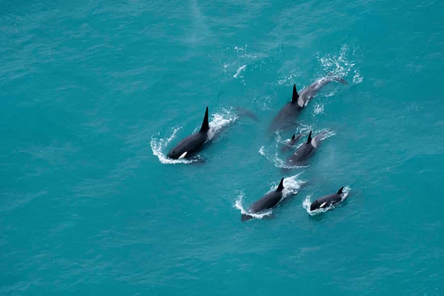 Kaikoura: Extended Flight Whale Watching & Mountain Tour - Key points to know before booking