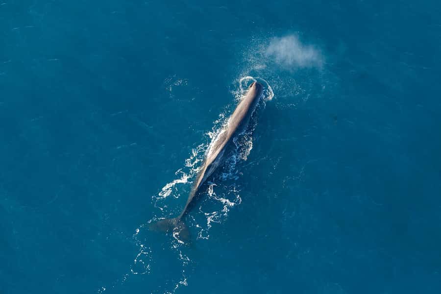 Kaikoura: Extended Flight Whale Watching & Mountain Tour - Why Kaikoura works so well from the air
