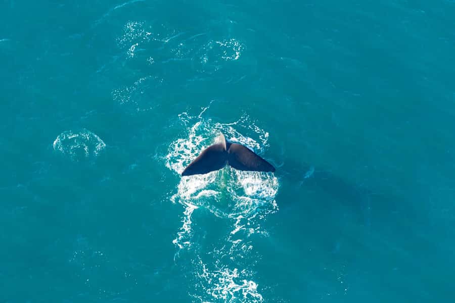 Kaikoura: Extended Flight Whale Watching & Mountain Tour - Over the Kaikoura Peninsula and South Pacific