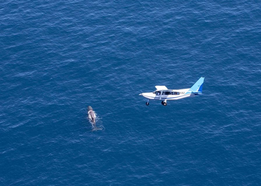 Kaikoura: Extended Flight Whale Watching & Mountain Tour - What the 45 minutes feel like