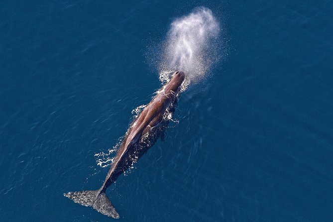 Kaikoura Helicopters Classic Whale Watch - Key points to know before takeoff