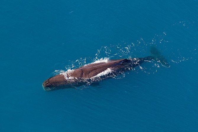 Kaikoura Helicopters Classic Whale Watch - Who will enjoy this flight most