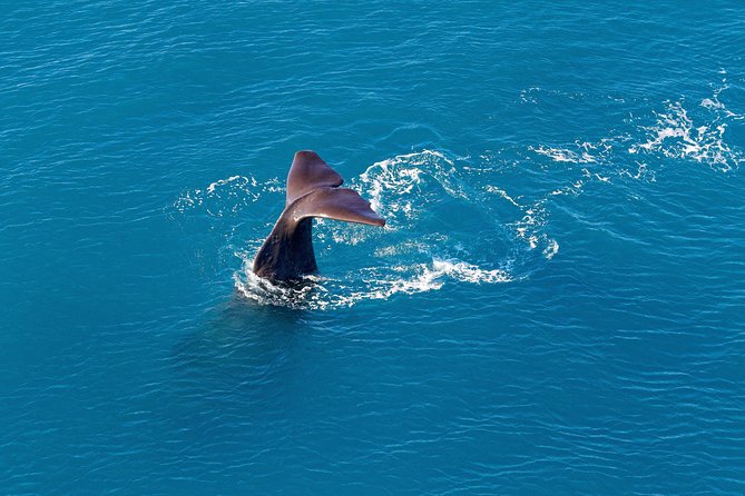 Kaikoura Helicopters Classic Whale Watch - The 30-minute route over the canyon and coast