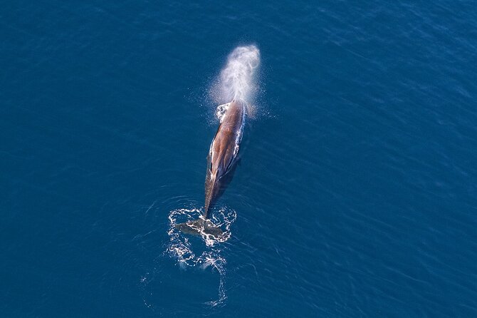 Kaikoura Helicopters Extended Whale Watch - The extended search for sperm whales