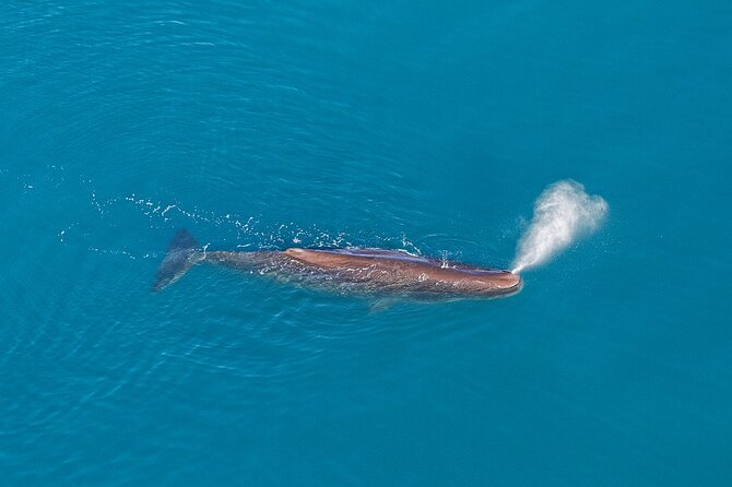 Kaikoura Helicopters Extended Whale Watch - From 16 West End to the open sea