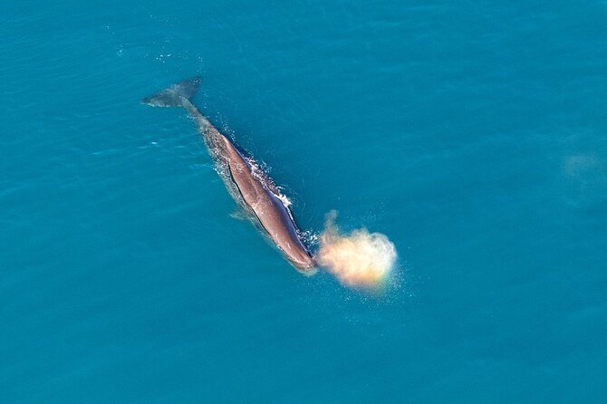 Kaikoura Helicopters Top n Tail Whale Watch flight - From whale tail to mountain top