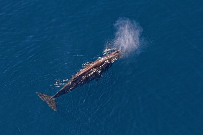 Kaikoura Helicopters Top n Tail Whale Watch flight - Weather, clothing, and practical planning