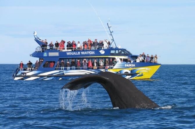 Kaikoura Private Whale Watching Day Trip from Christchurch - Why Kaikoura makes a strong day trip from Christchurch