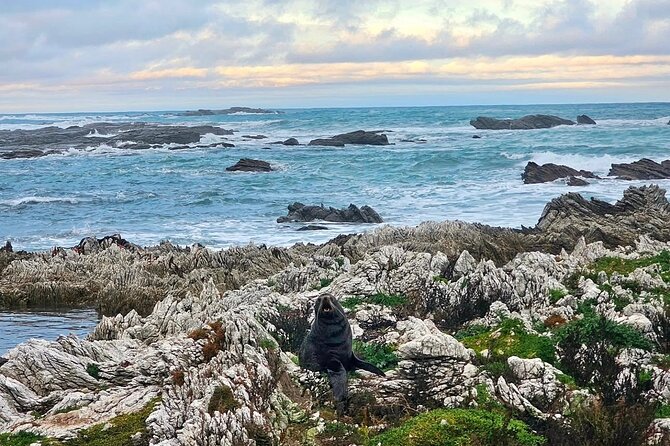 Kaikoura Private Whale Watching Day Trip from Christchurch - Is $186.17 good value?