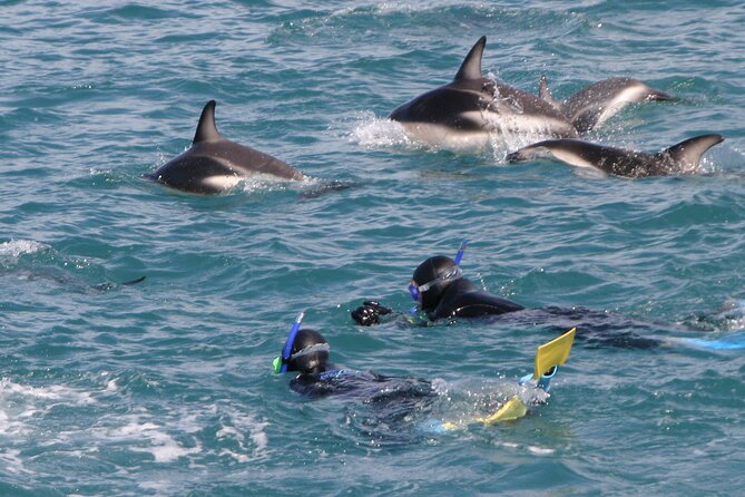 Kaikoura Whale and Dolphin Overnight Tour from Christchurch - Five things to know before you book
