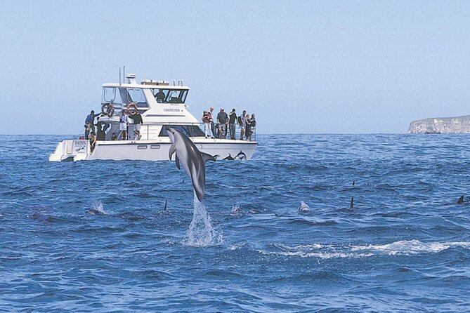 Kaikoura Whale and Dolphin Overnight Tour from Christchurch - Whale watching off the Kaikoura coast